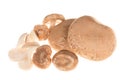 Variety of eatable mushrooms Royalty Free Stock Photo