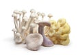 Variety of edible mushrooms