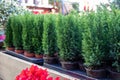 Variety of evergreen plants - Chamaecyparis lawsoniana Ellwoodii cypress trees in pots on the shelve at greek garden shop -