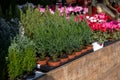 Variety of evergreen plants-Chamaecyparis lawsoniana Ellwoodii cypress trees in pots on the shelve at greek garden shop