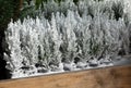 Variety of evergreen plants-Chamaecyparis lawsoniana Ellwoodii cypress trees in pots on the shelve at greek garden shop.