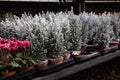 Variety of evergreen plants-Chamaecyparis lawsoniana Ellwoodii cypress trees in pots on the shelve at greek garden shop.