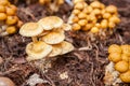 A variety of exotic mushrooms Grown