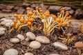 A variety of exotic mushrooms Grown