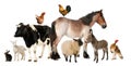 Variety of farm animals Royalty Free Stock Photo