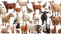 Variety of farm animals in front of white background Royalty Free Stock Photo