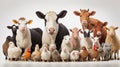 Variety of farm animals in front of white background Royalty Free Stock Photo