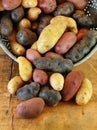 Variety of Fingerling Potatoes in Colander Royalty Free Stock Photo