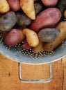 Variety of Fingerling Potatoes in Collander Royalty Free Stock Photo