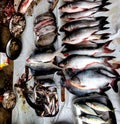 Variety for fish being sold in Indian Fish market