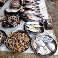 Variety for fish being sold in Indian Fishmarket