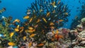 A variety of fish and creatures underwater in Maldives