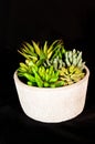 variety of fleshy plants in a clay container