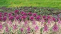 Variety flower garden, Colorful cultivated plants, Selective focus. Nature