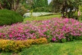 Variety flower garden, Colorful cultivated plants, Selective focus. Nature