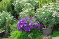 Variety flower garden, Colorful cultivated plants, Selective focus. Nature