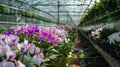 A variety of flowers in a greenhouse Royalty Free Stock Photo