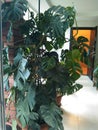 A variety of flowers and plants in a private greenhouse.