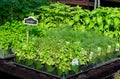 Variety of fresh culinary herbs in pots at a local market