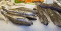 Variety of fresh fish in the market Royalty Free Stock Photo