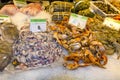Variety of fresh fish in the market Royalty Free Stock Photo