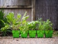 Variety of fresh green potted culinary herbs in green plastic pots ready to plant outdoors in a backyard garden Royalty Free Stock Photo