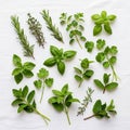 These herbs display vibrant green leaves, showcasing differe Royalty Free Stock Photo
