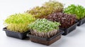 Variety of fresh microgreens growing in black plastic trays on white background, displaying different stages of sprouting with Royalty Free Stock Photo