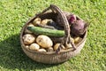 Variety of fresh organic vegetables in the basket. Royalty Free Stock Photo