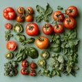 Variety of fresh tomatoes and herbs on green background Royalty Free Stock Photo