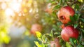 A Bunch Of Pomegranates Hanging From A Tree Royalty Free Stock Photo