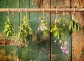 A variety of freshly picked culinary herbs