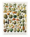 Variety of fruits and vegetables vintage illustration wall art print and poster design remix from original artwork