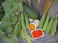 Variety of garden vegetables tomato, long bean, fuzzy melon, and Chinese green melon squash with garden background