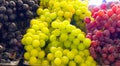 Variety of grapes Royalty Free Stock Photo