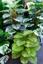 Variety Green Caladium on nursery shop