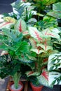 Variety Green Caladium sale at nursery shop