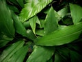 Variety green leaves background