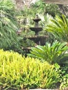 A variety of green plants European fan palms and Sago palms, growing in a landscaped garden