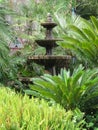 A variety of green plants European fan palms and Sago palms, growing in a landscaped garden