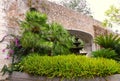 A variety of green plants European fan palms and Sago palms, growing in a landscaped garden