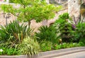 A variety of green plants European fan palms and Sago palms, growing in a landscaped garden