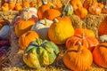 Variety Of Squash & Pumpkins In Early Morning