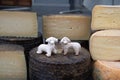 Variety homemade bio natural sheep cheese