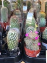 Variety of Household Cactus Trees on sale at a hardware store