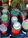 Variety of Household Cactus Trees on sale at a hardware store