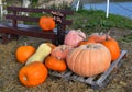 Collection of huge pumpkins at the pumpkin patch Royalty Free Stock Photo