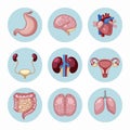 Variety of human organs set Royalty Free Stock Photo