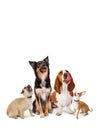 Variety Hungry Dogs Looking Up Royalty Free Stock Photo