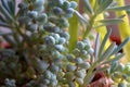 A variety of indoor succulents close up